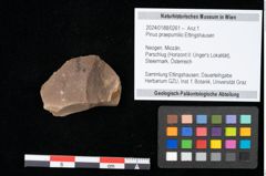 Foto (Objekt + Etikett) von Pinus praepumilio Ettingshausen (NHMW-GEO-2024-0188-0261)
